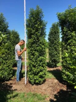 Grote Portugese Laurier (Prunus Lusitanica 'Angustifolia') 14 Grote Portugese Laurier (Prunus Lusitanica 'Angustifolia') -Tuinplantenwinkel prunus l ang 300350 3