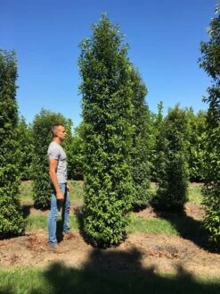 Grote Portugese Laurier (Prunus Lusitanica 'Angustifolia') 15 Grote Portugese Laurier (Prunus Lusitanica 'Angustifolia') -Tuinplantenwinkel prunus l ang 350400 1