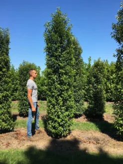 Grote Portugese Laurier (Prunus Lusitanica 'Angustifolia') -Tuinplantenwinkel prunus l ang 350400