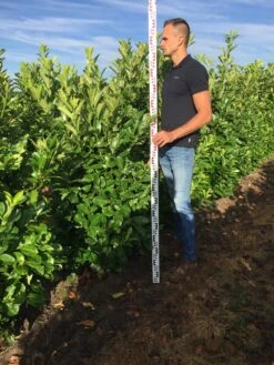 Tuinplantenwinkel -Tuinplantenwinkel prunus l rot 150175