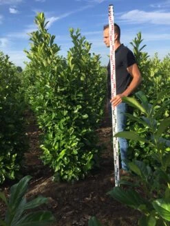 Grote Laurierkers (Prunus Laurocerasus 'Rotundifolia') -Tuinplantenwinkel prunus l rot 175200 1