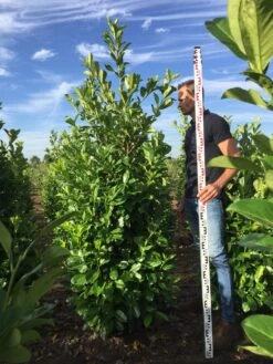 Grote Laurierkers (Prunus Laurocerasus 'Rotundifolia') 12 Grote Laurierkers (Prunus Laurocerasus 'Rotundifolia') -Tuinplantenwinkel prunus l rot 200225