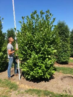 Grote Laurierkers (Prunus Laurocerasus 'Rotundifolia') 13 Grote Laurierkers (Prunus Laurocerasus 'Rotundifolia') -Tuinplantenwinkel prunus l rot 250300 x 100 150 br