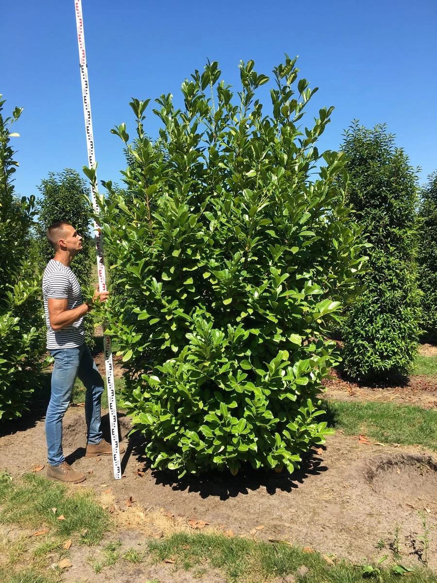 Grote Laurierkers (Prunus Laurocerasus 'Rotundifolia') 5 Grote Laurierkers (Prunus Laurocerasus 'Rotundifolia') - Afbeelding 5