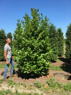 Grote Laurierkers (Prunus Laurocerasus 'Rotundifolia') 14 Grote Laurierkers (Prunus Laurocerasus 'Rotundifolia') -Tuinplantenwinkel prunus l rot 300350 x150 br