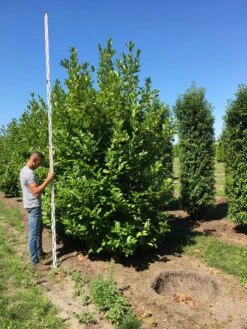 Grote Laurierkers (Prunus Laurocerasus 'Rotundifolia') 15 Grote Laurierkers (Prunus Laurocerasus 'Rotundifolia') -Tuinplantenwinkel prunus l rot 350400 x 150 br