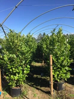 Grote Laurierkers (Prunus Laurocerasus 'Rotundifolia') -Tuinplantenwinkel prunus laur. rotundifolia h160180cm 1