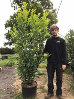 Grote Laurierkers (Prunus Laurocerasus 'Rotundifolia') 17 Grote Laurierkers (Prunus Laurocerasus 'Rotundifolia') -Tuinplantenwinkel prunus laur. rotundifolia h180 200cm