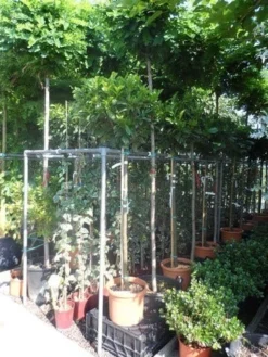 Laurier Als Boom (Prunus Laurocerasus 'Etna') -Tuinplantenwinkel prunus laurocerasus etna 120stam c20