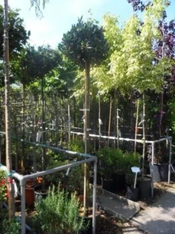 Laurierkers Op Stam (Prunus Laurocerasus 'Otto Luyken') -Tuinplantenwinkel prunus laurocerasus otto luyken 8 10 12ho cont