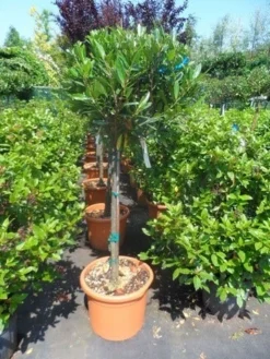 Laurierkers Op Stam (Prunus Laurocerasus 'Otto Luyken') -Tuinplantenwinkel prunus laurocerasus otto luyken 80stam c25