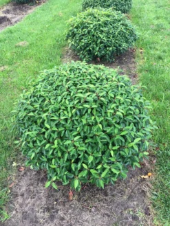 Portugese Laurier Als Grote Bolvorm (Prunus Lusitanica 'Angustifolia') -Tuinplantenwinkel prunus lus. angustifolia bol