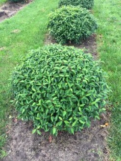 Portugese Laurier Als Grote Bolvorm (Prunus Lusitanica 'Angustifolia') 8 Portugese Laurier Als Grote Bolvorm (Prunus Lusitanica 'Angustifolia') -Tuinplantenwinkel prunus lus. angustifolia bol 3