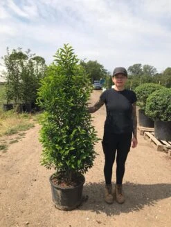 Grote Portugese Laurier (Prunus Lusitanica 'Angustifolia') 16 Grote Portugese Laurier (Prunus Lusitanica 'Angustifolia') -Tuinplantenwinkel prunus lus. angustifolia h140160 1