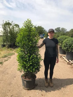 Grote Portugese Laurier (Prunus Lusitanica 'Angustifolia') -Tuinplantenwinkel prunus lus. angustifolia h140160