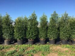 Grote Portugese Laurier (Prunus Lusitanica 'Angustifolia') -Tuinplantenwinkel prunus lus. angustifolia h160180cm 2