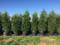 Grote Portugese Laurier (Prunus Lusitanica 'Angustifolia') -Tuinplantenwinkel prunus lus. angustifolia h160180cm