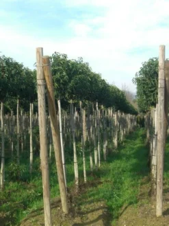 Portugese Laurier Als Boom (Prunus Lusitanica 'Angustifolia') 24 Portugese Laurier Als Boom (Prunus Lusitanica 'Angustifolia') -Tuinplantenwinkel prunus lusitanica