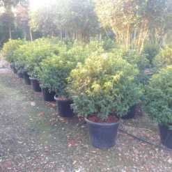 Portugese Laurier Als Bol (Prunus Lusitanica 'Angustifolia') -Tuinplantenwinkel prunus lusitanica 1