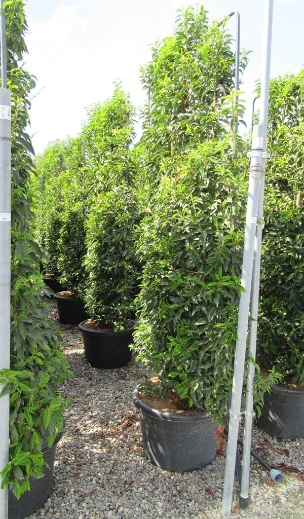 Portugese Laurier Als Leivorm (Prunus Lusitanica 'Angustifolia') 1 Portugese Laurier Als Leivorm (Prunus Lusitanica 'Angustifolia')