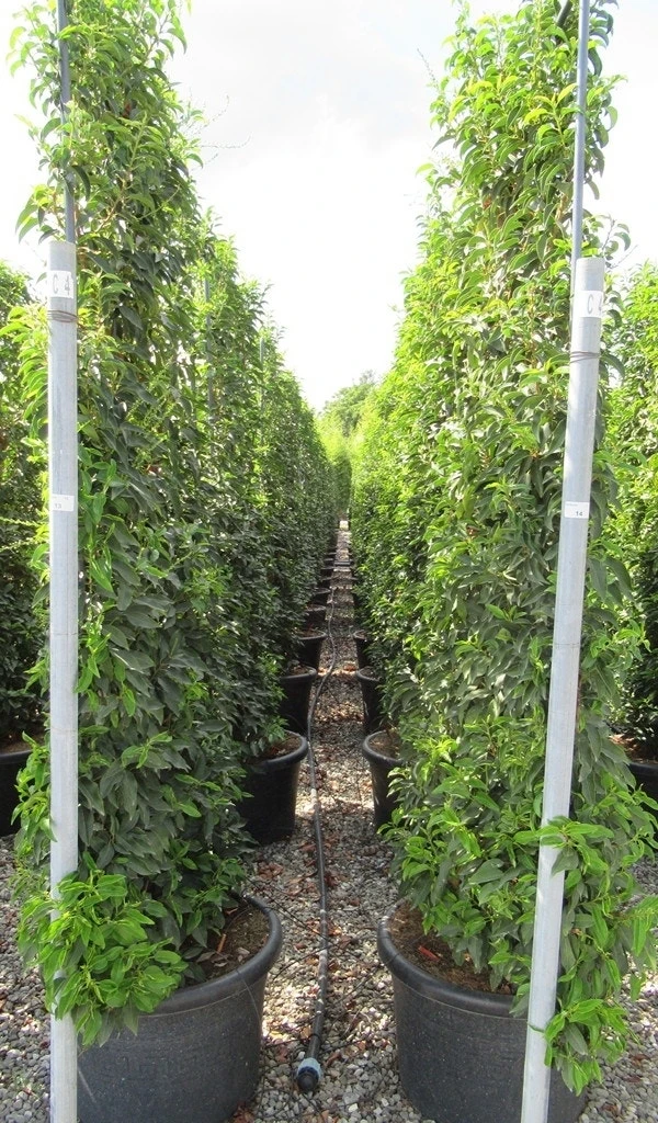 Portugese Laurier Als Leivorm (Prunus Lusitanica 'Angustifolia') 4 Portugese Laurier Als Leivorm (Prunus Lusitanica 'Angustifolia') - Afbeelding 4