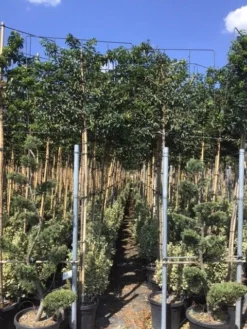 Portugese Laurier Als Leiboom (Prunus Lusitanica) -Tuinplantenwinkel prunus lusitanica 5