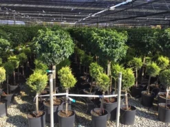 Portugese Laurier Op Stam (Prunus Lusitanica 'Angustifolia') -Tuinplantenwinkel prunus lusitanica 80cm stam 1