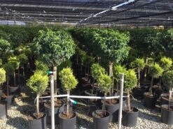 Portugese Laurier Op Stam (Prunus Lusitanica 'Angustifolia') -Tuinplantenwinkel prunus lusitanica 80cm stam 2