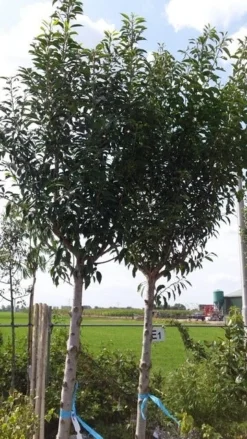 Portugese Laurier Als Boom (Prunus Lusitanica 'Angustifolia') -Tuinplantenwinkel prunus lusitanica als boom01 1