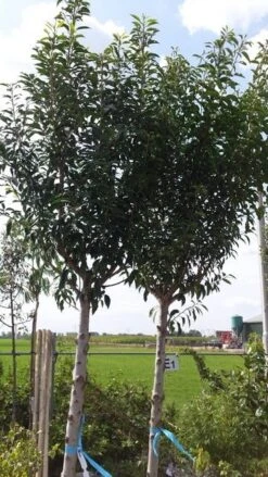 Portugese Laurier Als Boom (Prunus Lusitanica) -Tuinplantenwinkel prunus lusitanica als boom01 1 2