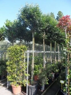 Portugese Laurier Als Boom (Prunus Lusitanica 'Angustifolia') -Tuinplantenwinkel prunus lusitanica angustifolia 2