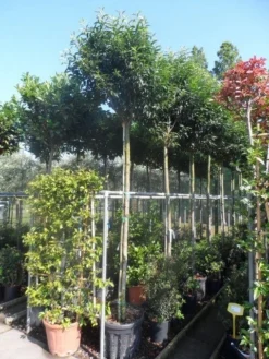 Portugese Laurier Als Boom (Prunus Lusitanica 'Angustifolia') 22 Portugese Laurier Als Boom (Prunus Lusitanica 'Angustifolia') -Tuinplantenwinkel prunus lusitanica angustifolia