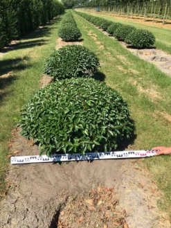 Portugese Laurier Als Grote Bolvorm (Prunus Lusitanica 'Angustifolia') 10 Portugese Laurier Als Grote Bolvorm (Prunus Lusitanica 'Angustifolia') -Tuinplantenwinkel prunus lusitanica angustifolia 100 cm breed bol drkl 1