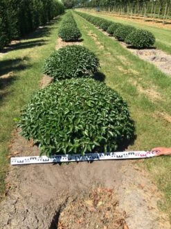 Portugese Laurier Als Grote Bolvorm (Prunus Lusitanica 'Angustifolia') -Tuinplantenwinkel prunus lusitanica angustifolia 100 cm breed bol drkl 2