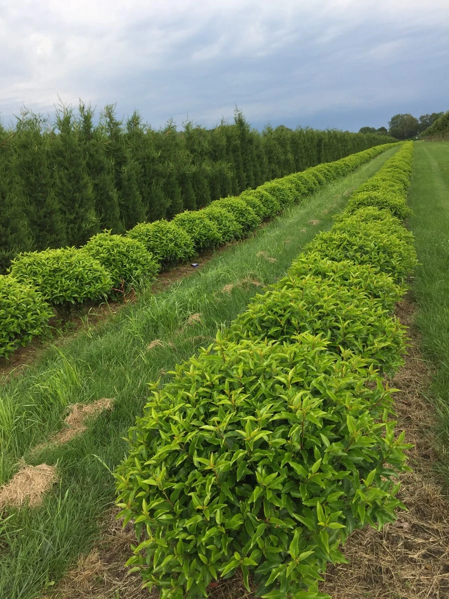 Portugese Laurier Als Grote Bolvorm (Prunus Lusitanica 'Angustifolia') 1 Portugese Laurier Als Grote Bolvorm (Prunus Lusitanica 'Angustifolia')