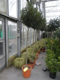 Portugese Laurier Als Boom (Prunus Lusitanica 'Angustifolia') -Tuinplantenwinkel prunus lusitanica angustifolia 150stam c25 2