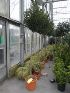 Portugese Laurier Als Boom (Prunus Lusitanica 'Angustifolia') 20 Portugese Laurier Als Boom (Prunus Lusitanica 'Angustifolia') -Tuinplantenwinkel prunus lusitanica angustifolia 150stam c25