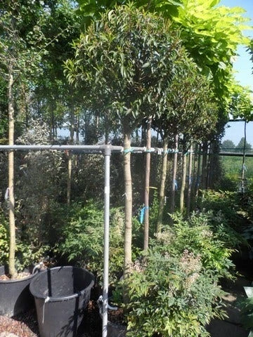 Portugese Laurier Als Boom (Prunus Lusitanica 'Angustifolia') 9 Portugese Laurier Als Boom (Prunus Lusitanica 'Angustifolia') - Afbeelding 9