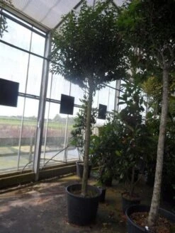 Portugese Laurier Als Boom (Prunus Lusitanica 'Angustifolia') -Tuinplantenwinkel prunus lusitanica angustifolia 16 18ho c90 2