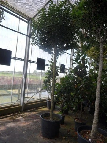 Portugese Laurier Als Boom (Prunus Lusitanica 'Angustifolia') 5 Portugese Laurier Als Boom (Prunus Lusitanica 'Angustifolia') - Afbeelding 5