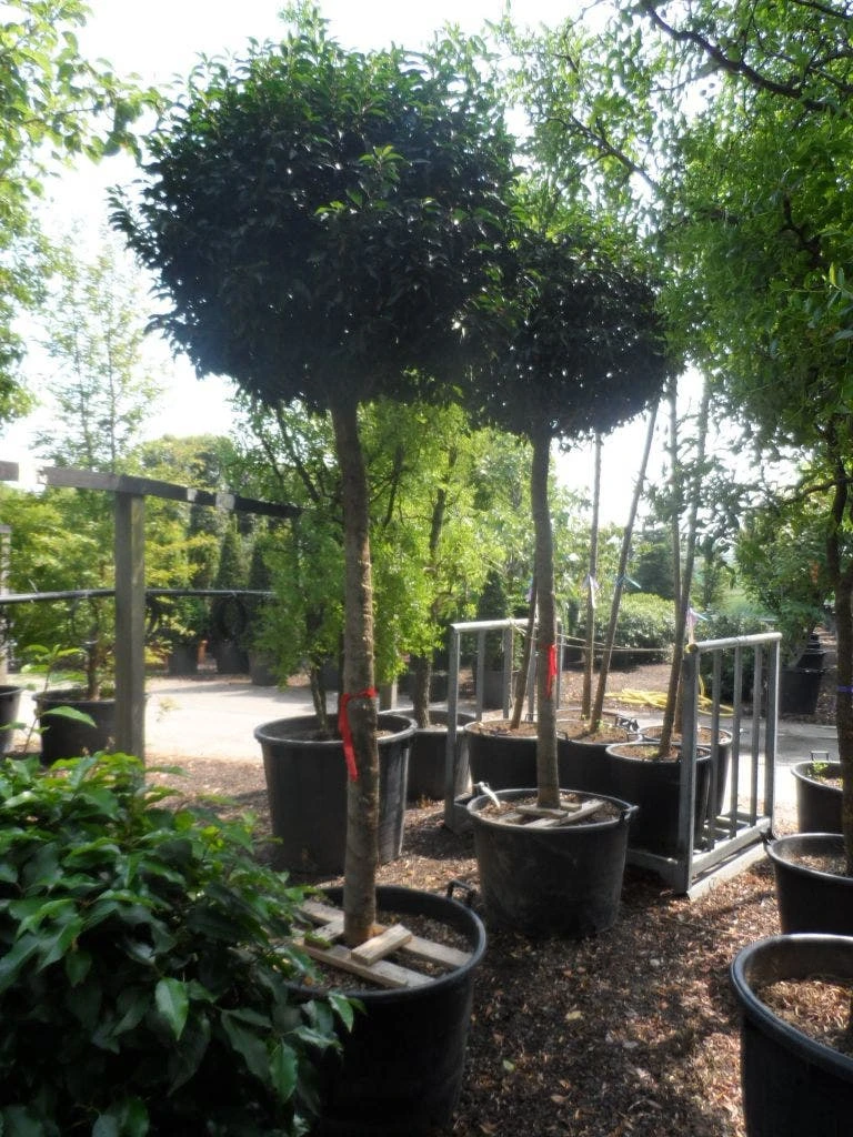 Portugese Laurier Als Boom (Prunus Lusitanica 'Angustifolia') 4 Portugese Laurier Als Boom (Prunus Lusitanica 'Angustifolia') - Afbeelding 4