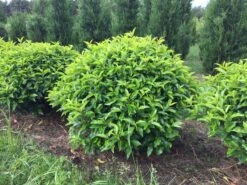 Portugese Laurier Als Grote Bolvorm (Prunus Lusitanica 'Angustifolia') -Tuinplantenwinkel prunus lusitanica angustifolia 90 cm breed bol drkl 2