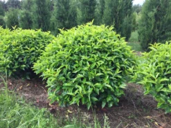 Portugese Laurier Als Grote Bolvorm (Prunus Lusitanica 'Angustifolia') -Tuinplantenwinkel prunus lusitanica angustifolia 90 cm breed bol drkl