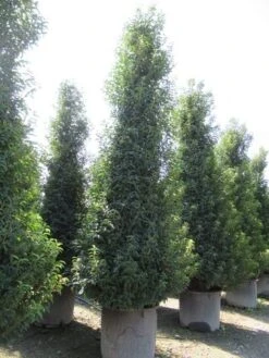 Portugese Laurier, Piramide (Prunus Lusitanica ) -Tuinplantenwinkel prunus lusitanica piramide 1