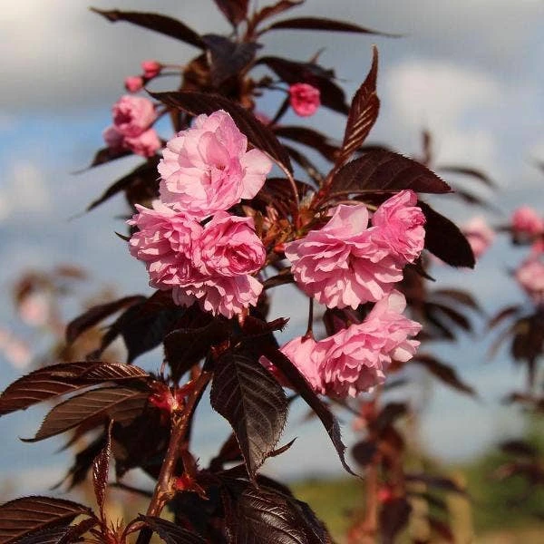 Roodbladige Japanse Sierkers (Prunus 'Royal Burgundy') 1 Roodbladige Japanse Sierkers (Prunus 'Royal Burgundy')