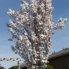 Japanse Sierkers Als Zuilboom (Prunus Serrulata 'Amanogawa')