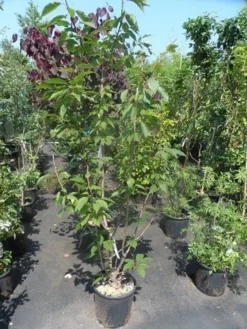 Sierkers, Struikvorm (Prunus Serrulata 'Kanzan') -Tuinplantenwinkel prunus serrulata kanzan 150 175 200 c25 1