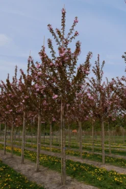 Grote Sierkers (Prunus Serrulata 'Kanzan') -Tuinplantenwinkel prunus serrulata kanzan 25 30