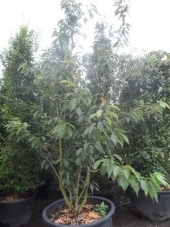 Sierkers, Struikvorm (Prunus Serrulata 'Kanzan') -Tuinplantenwinkel prunus serrulata kanzan 250 300 c250