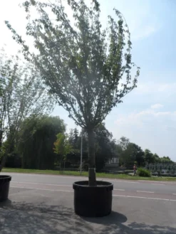 Japanse Sierkers (Prunus Serrulata 'Kanzan') -Tuinplantenwinkel prunus serrulata kanzan 90 100ho c1500 1